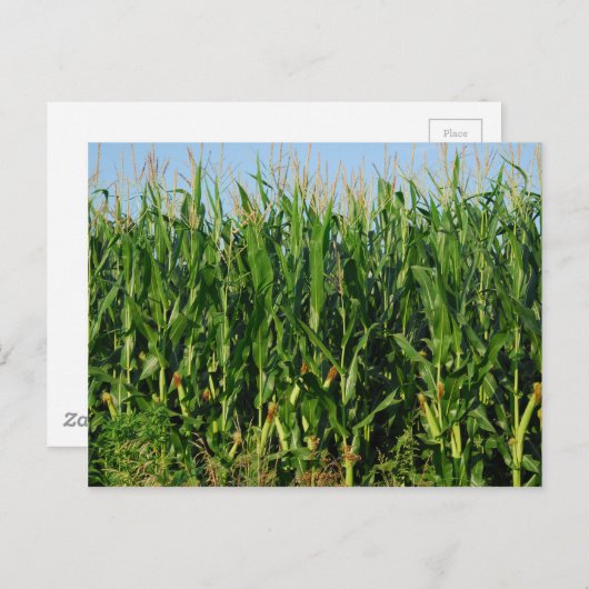 Maisfeld Postkarte (Vorne/Hinten)