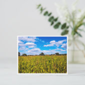 Maisfelder unter blauem Himmel - Foto Postkarte (Stehend Vorderseite)