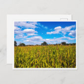 Maisfelder unter blauem Himmel - Foto Postkarte (Vorne/Hinten)