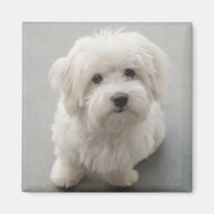 Maisie Baumwolle de Tulear Puppy Magnet