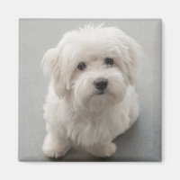 Maisie Coton de Tulear Puppy