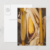 Maiskobb auf Stalk Postkarte (Vorne/Hinten)