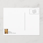 Maiskobb auf Stalk Postkarte (Rückseite)