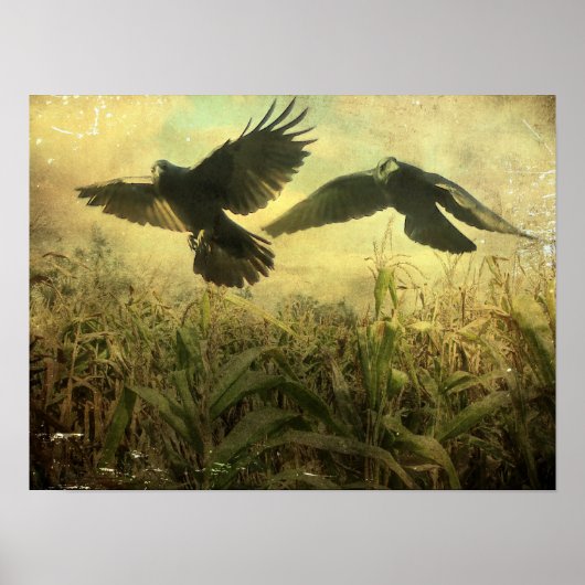 Maiskrähen Poster (Vorne)