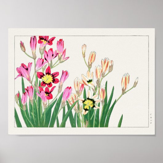 Maislilie von Tanigami Konan Poster (Vorne)