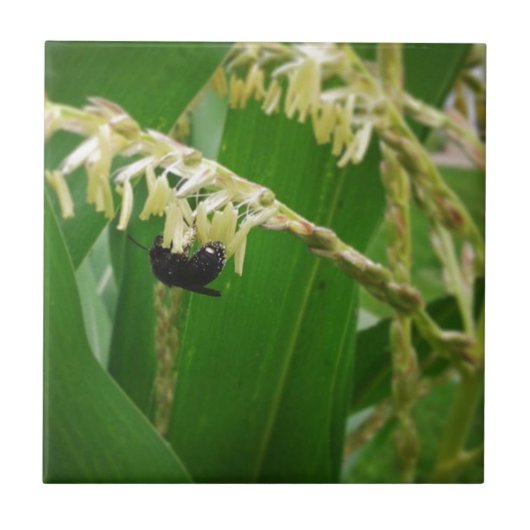 Maispollen ist heute für die Bienen lecker. Fliese (Vorderseite)