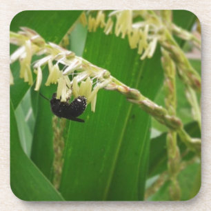 Maispollen ist heute für die Bienen lecker. Getränkeuntersetzer