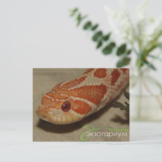 Maisschlange Postkarte (Stehend Vorderseite)