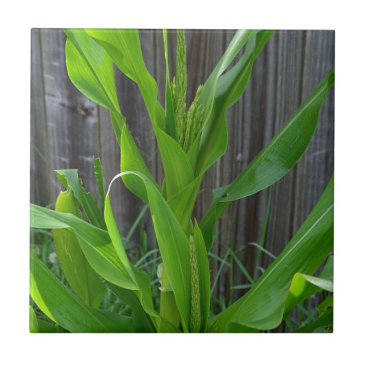 Maisstalk Fliese (Vorderseite)