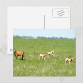 Maiswinge: Pferde Postkarte (Vorne/Hinten)