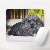 Maitai der Pudel, Mausunterlage Mousepad (Mit Mouse)