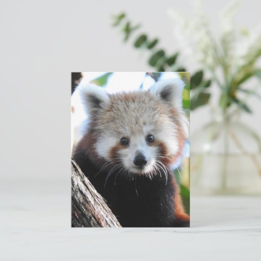 Maiya Die rote Panda Postkarte (Stehend Vorderseite)