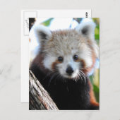 Maiya Die rote Panda Postkarte (Vorne/Hinten)