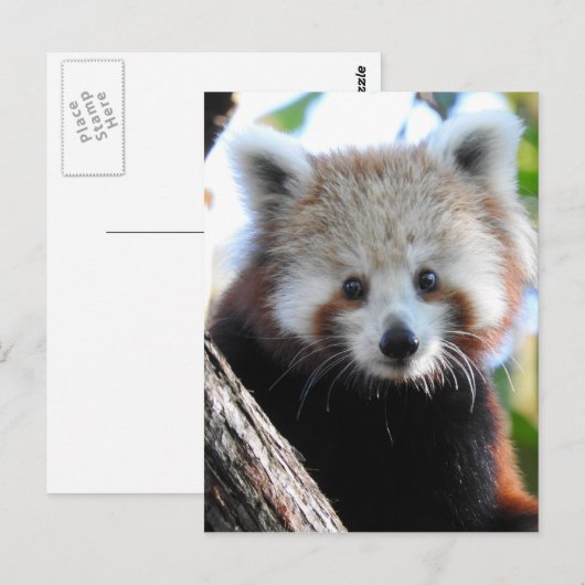Maiya Die rote Panda Postkarte (Vorne/Hinten)
