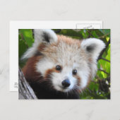 Maiya Die rote Panda Postkarte (Vorne/Hinten)