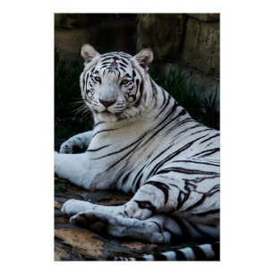 Majestätiger Weißer Bengal-Tiger Poster