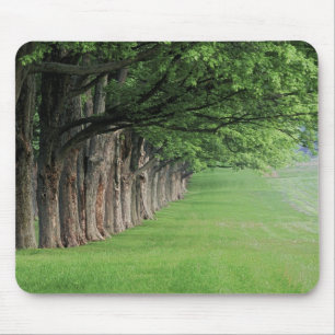 Majestätische Baumreihe, Louisville, Kentucky. Mousepad
