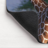 Majestätische Giraffen Mousepad (Ecke)