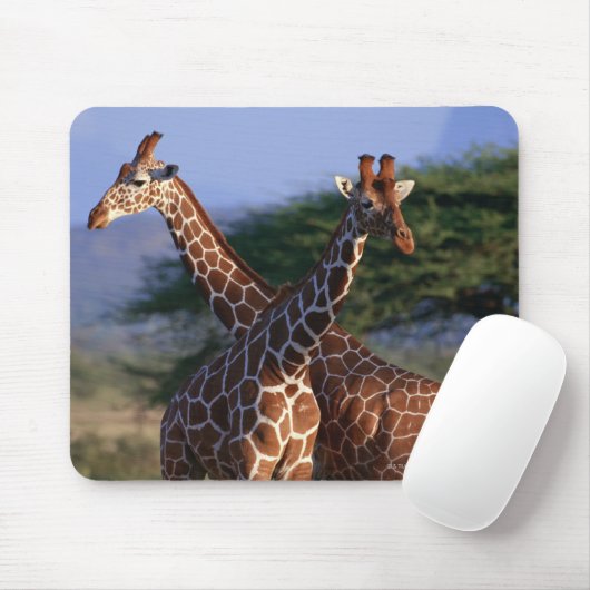 Majestätische Giraffen Mousepad (Mit Mouse)