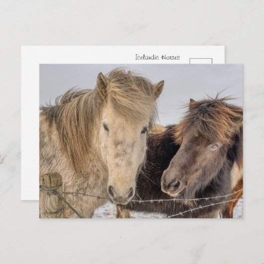 Majestätische isländische Pferde im Winter Postkarte (Vorne/Hinten)