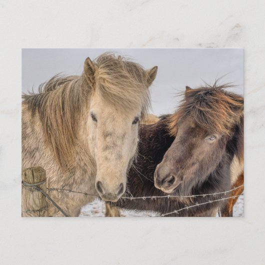 Majestätische isländische Pferde im Winter Postkarte (Vorderseite)