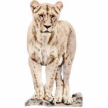 Majestätische Löwin Freistehende Fotoskulptur<br><div class="desc">Eine schöne majestätische Löwin.</div>