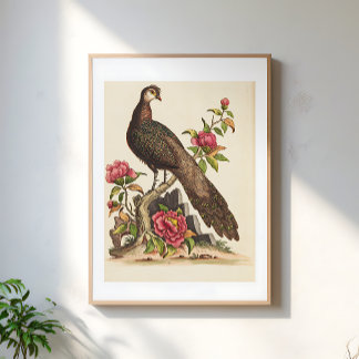 Majestätische Pfauen-Vogel-Blumen-Vintage-Illustra Poster