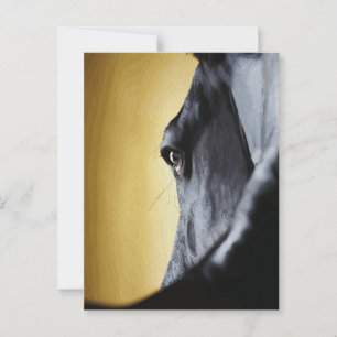 Majestätische Pferdeaugen Nahaufnahme Kunst Postkarte