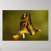 Majestätische Reflexion Poster (Vorne)