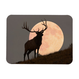 Majestätische Stier-Elch-und Vollmond-Aufstieg Magnet