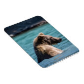 Majestätischer Alaskan Braunbär Magnet (Rechte Seite)