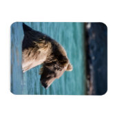 Majestätischer Alaskan Braunbär Magnet (Horizontal)