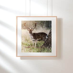 Majestätischer Damhirschbock Fotodruck