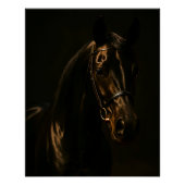 Majestätischer Fuchsbrauner Hengst im Dunkeln Poster (Vorderseite)