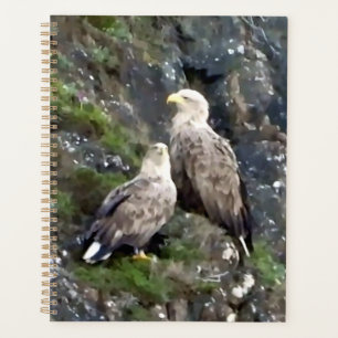 Majestätischer Greifvogel Seeadler Paar Planer