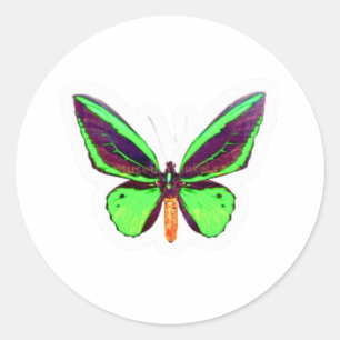 Majestätischer grüner Limettenschmetterling-Sticke Runder Aufkleber