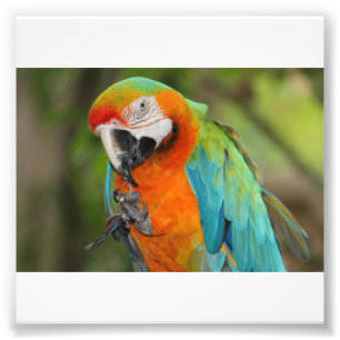 Majestätischer Macaw Fotodruck