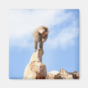 Majestätischer Pavian auf Berggipfel Magnet