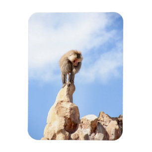 Majestätischer Pavian auf Berggipfel Magnet