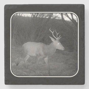 Majestätischer Rothirsch-Hirsch Zwielicht Wald Däm Steinuntersetzer