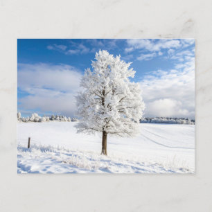 Majestätischer schneebedeckter Baum in der Winterl Postkarte
