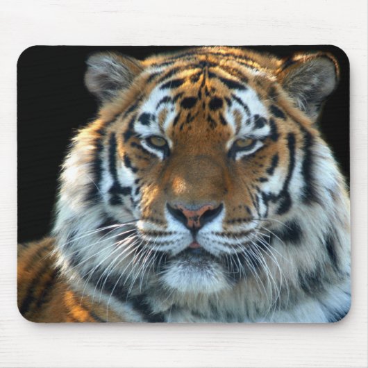Majestätischer Sumatran Tiger Mousepad (Vorne)