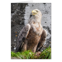Majestätischer Weißkopfseeadler Schottisches Hochl