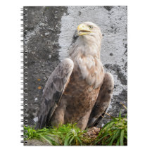 Majestätischer WeißschwanzadlerVogel Beute Wildnis