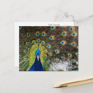 Majestätischer wilder Pfau auf Cozumel Postkarte