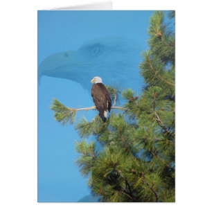 Majestätisches Eagle