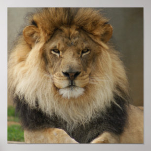 MAJESTÄTISCHES LÖWE-PLAKAT POSTER