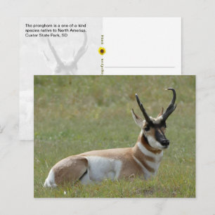 Majestätisches männliches Gabelhorn, Custer, SD - Postkarte