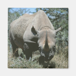 Majestätisches Nashorn Magnet