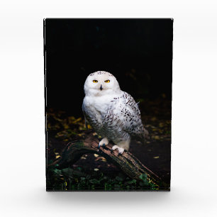 Majestätliche Winter-Schneeeule Fotoblock
